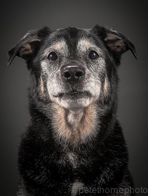 old-dog-portrait-photography-old-faithful-pete-thorne-9 old-dog-portrait-photography-old-faithful-pete-thorne-9