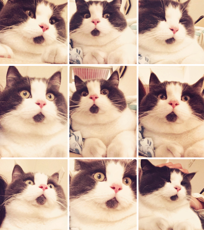 omg-cat-funny-7 omg-cat-funny-7