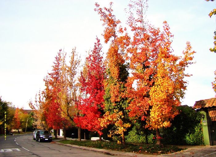 Autumn In The Neighborhood , Chile