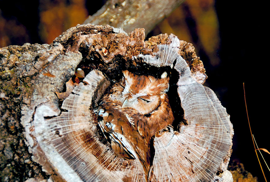 owl-camouflage-disguise-1 owl-camouflage-disguise-1