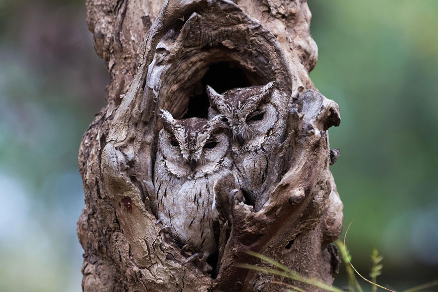 owl-camouflage-disguise-25 owl-camouflage-disguise-25