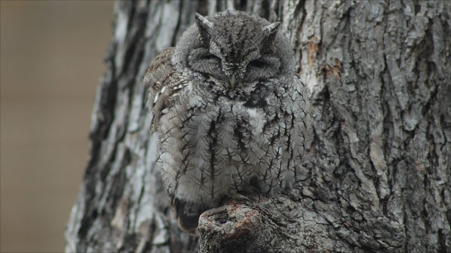 owl-camouflage-disguise-7 owl-camouflage-disguise-7