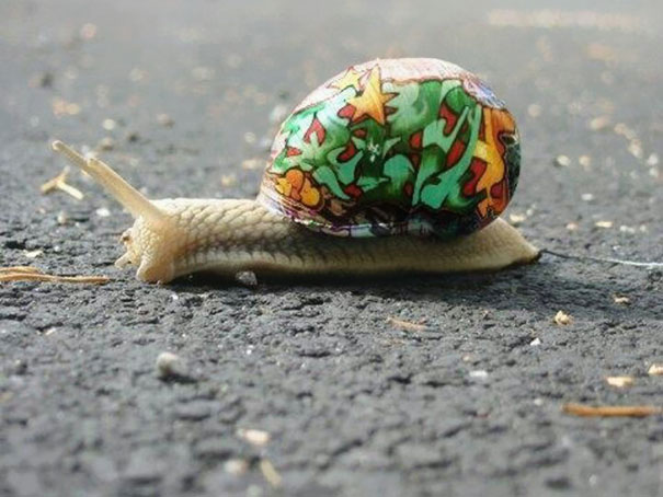 painted-snail-shell-12 painted-snail-shell-12