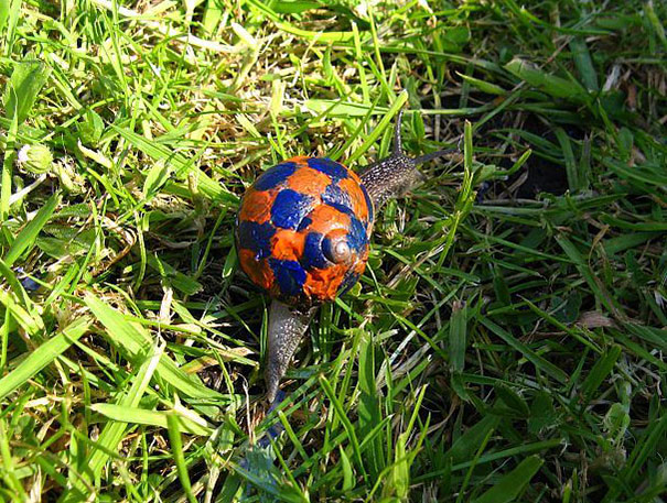painted-snail-shell-13 painted-snail-shell-13