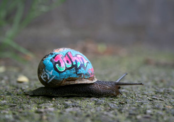 painted-snail-shell-6 painted-snail-shell-6