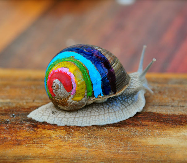 painted-snail-shell-9 painted-snail-shell-9