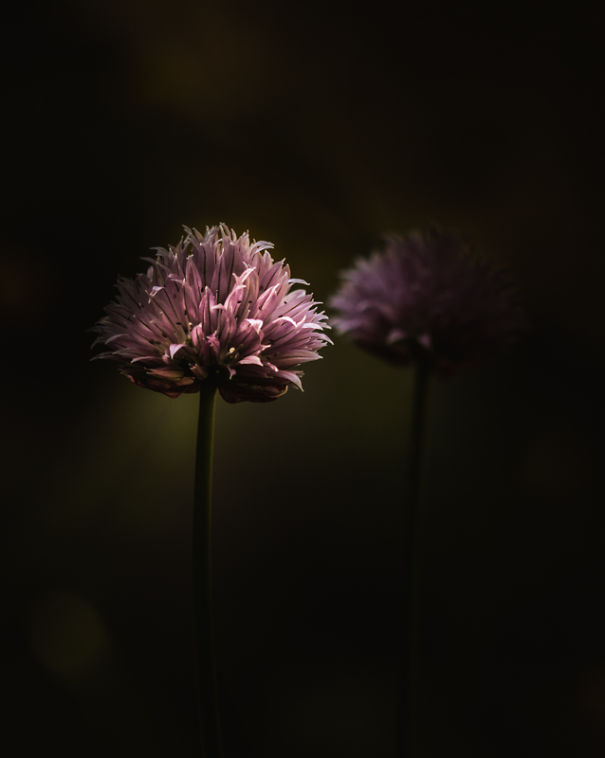 Unique Flower Photography Unlike Anything You've Seen Before