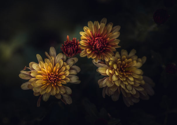 Unique Flower Photography Unlike Anything You've Seen Before