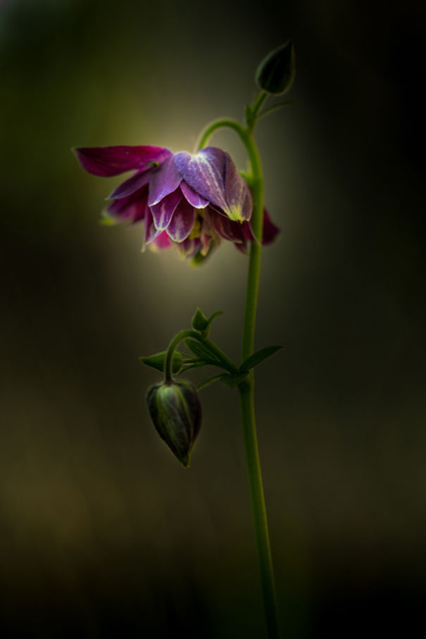 Unique Flower Photography Unlike Anything You've Seen Before Unique Flower Photography Unlike Anything You've Seen Before