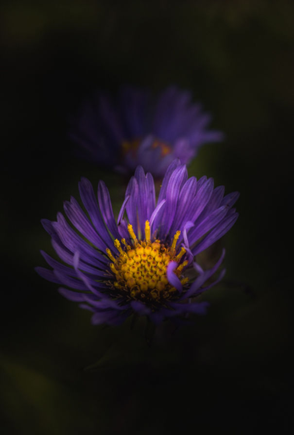 Unique Flower Photography Unlike Anything You've Seen Before