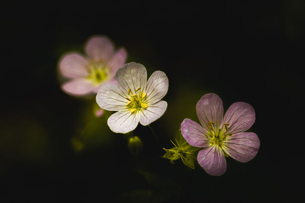 Unique Flower Photography Unlike Anything You've Seen Before