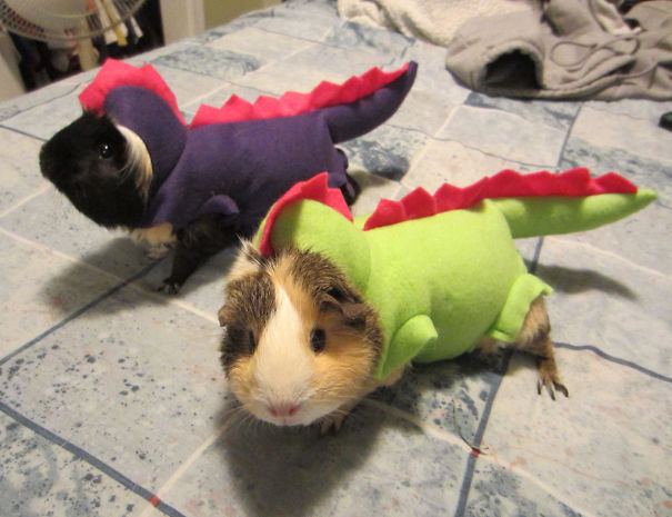 Dragon Guinea Pig