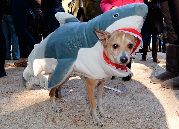 Doggy Eaten By A Shark
