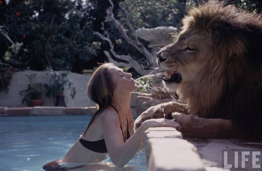 pet-lion-neil-film-michael-rougier-2 pet-lion-neil-film-michael-rougier-2