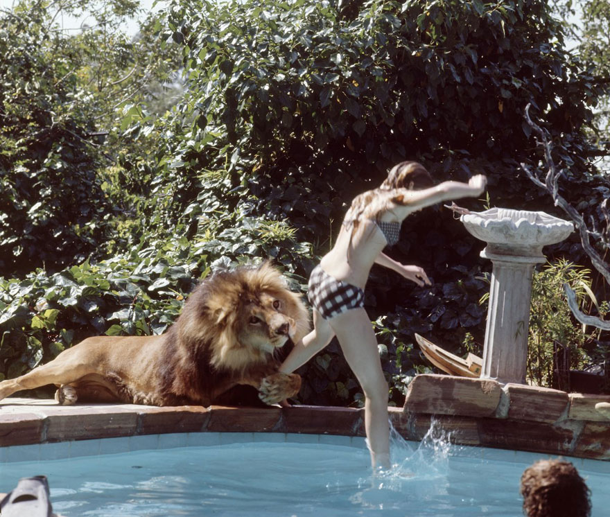 pet-lion-neil-film-michael-rougier-4 pet-lion-neil-film-michael-rougier-4