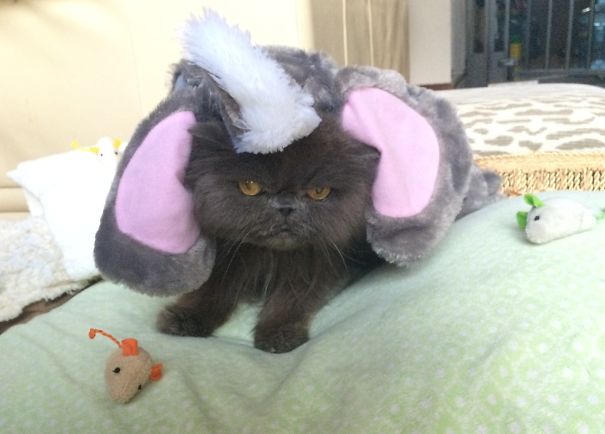 Terrified Elephant..