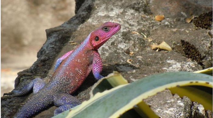Agamid Lizard Maasai Mara , Nairobi