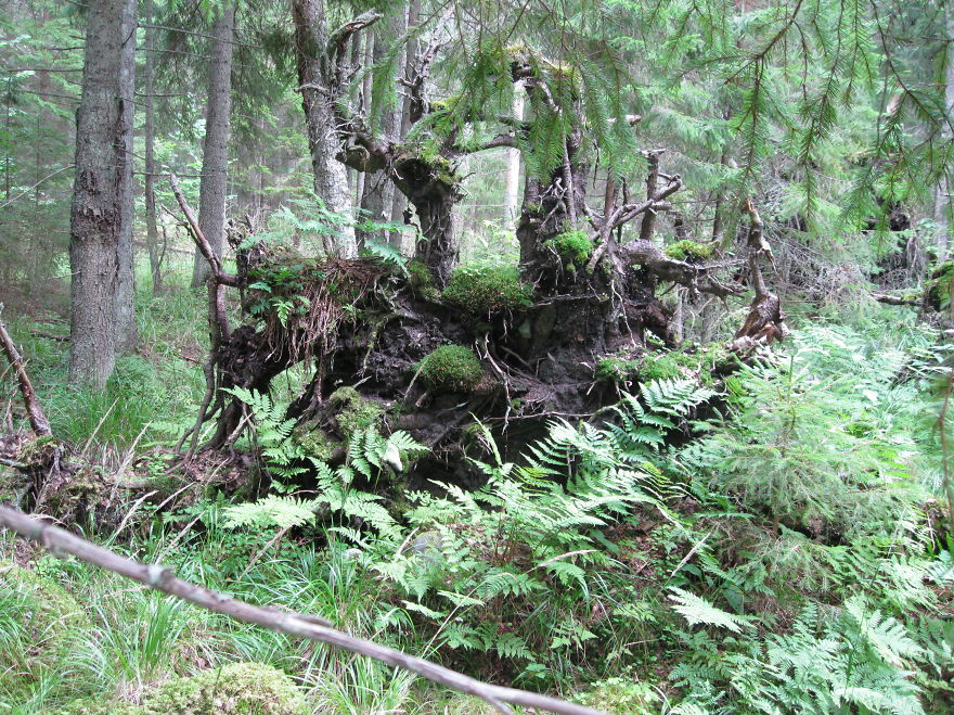 Metsik Loodus Lahemaal