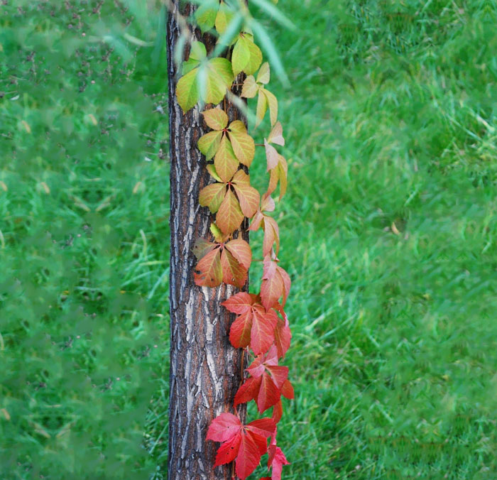 Colorful Vine