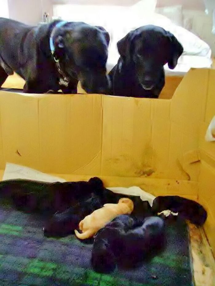 Proud Parents Lucy And Reg Looking At Their Babies. Rip Reggie X