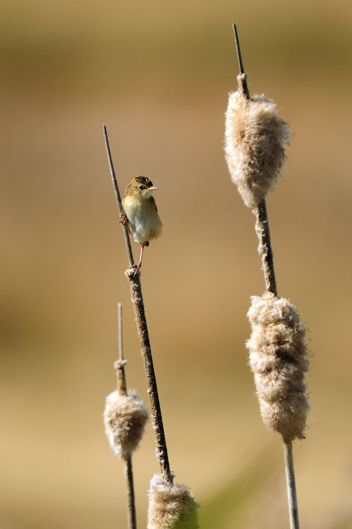 9 Year-Old Spanish Boy Becomes Young Wildlife Photographer Of The Year 9 Year-Old Spanish Boy Becomes Young Wildlife Photographer Of The Year