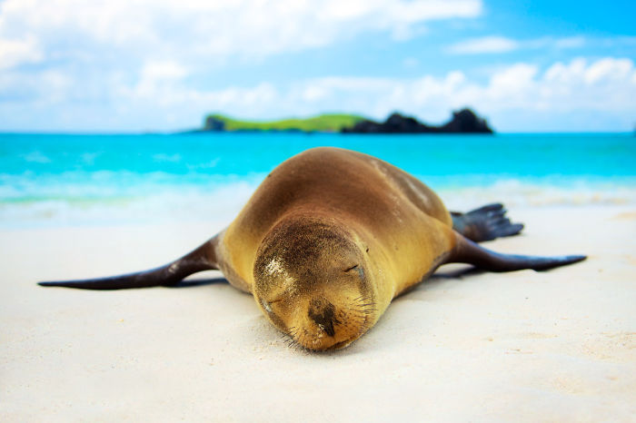 Happy Sea Lion In Paradise