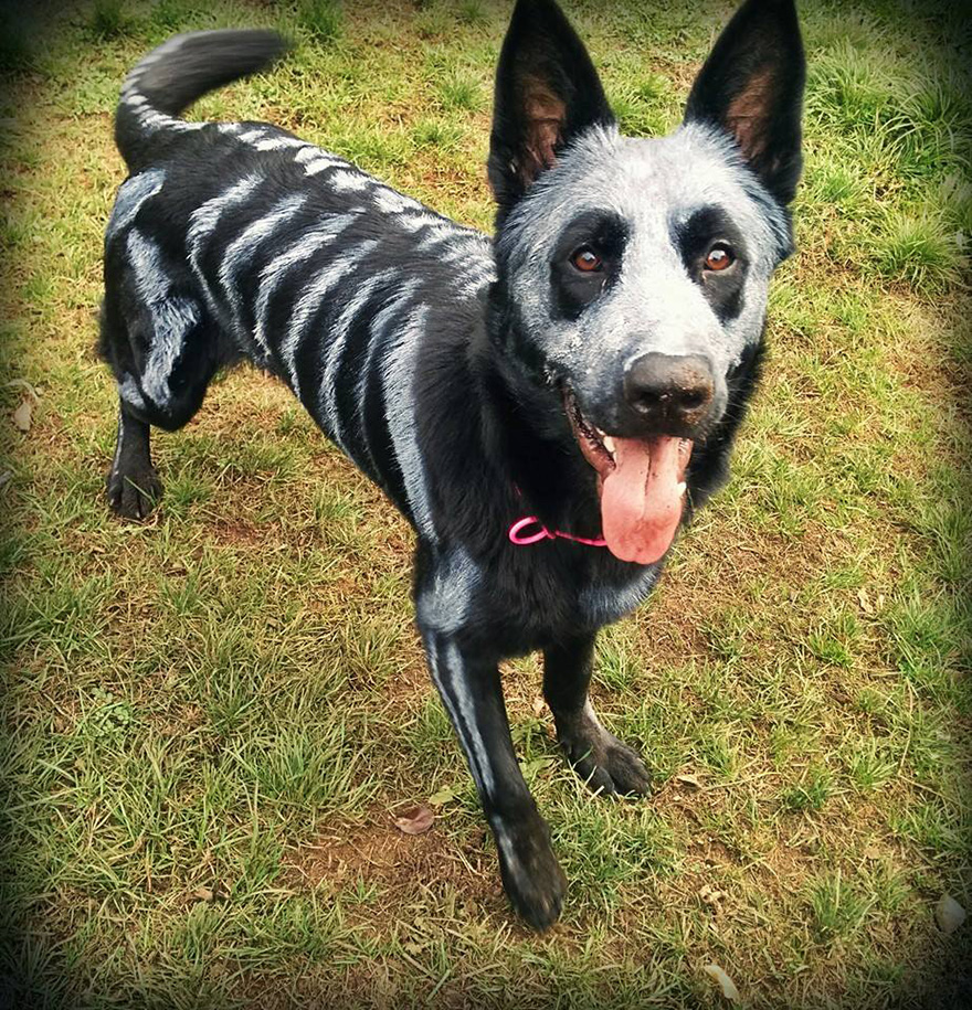 skeleton-dog-halloween-costume-non-toxic-pet-paint-1 skeleton-dog-halloween-costume-non-toxic-pet-paint-1