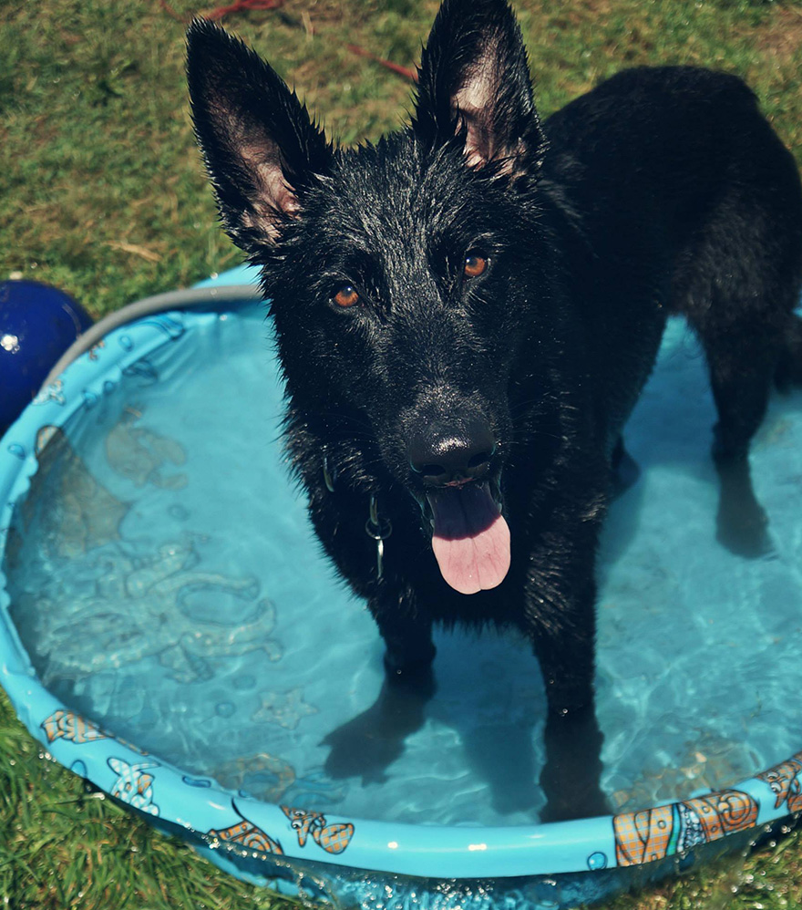 skeleton-dog-halloween-costume-non-toxic-pet-paint-10 skeleton-dog-halloween-costume-non-toxic-pet-paint-10