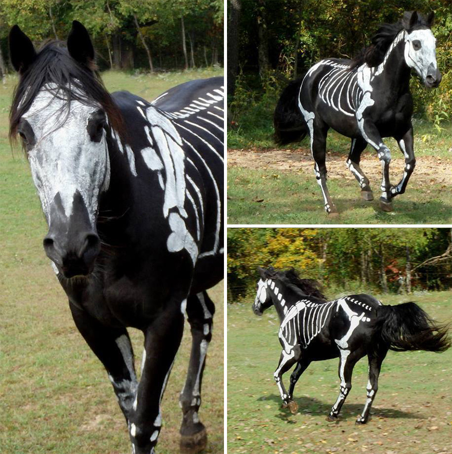 skeleton-dog-halloween-costume-non-toxic-pet-paint-13 skeleton-dog-halloween-costume-non-toxic-pet-paint-13