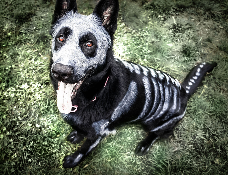 skeleton-dog-halloween-costume-non-toxic-pet-paint-2 skeleton-dog-halloween-costume-non-toxic-pet-paint-2