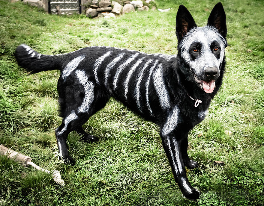 skeleton-dog-halloween-costume-non-toxic-pet-paint-5 skeleton-dog-halloween-costume-non-toxic-pet-paint-5