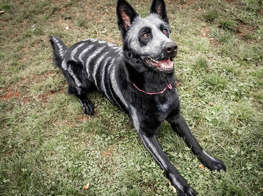 skeleton-dog-halloween-costume-non-toxic-pet-paint-8 skeleton-dog-halloween-costume-non-toxic-pet-paint-8