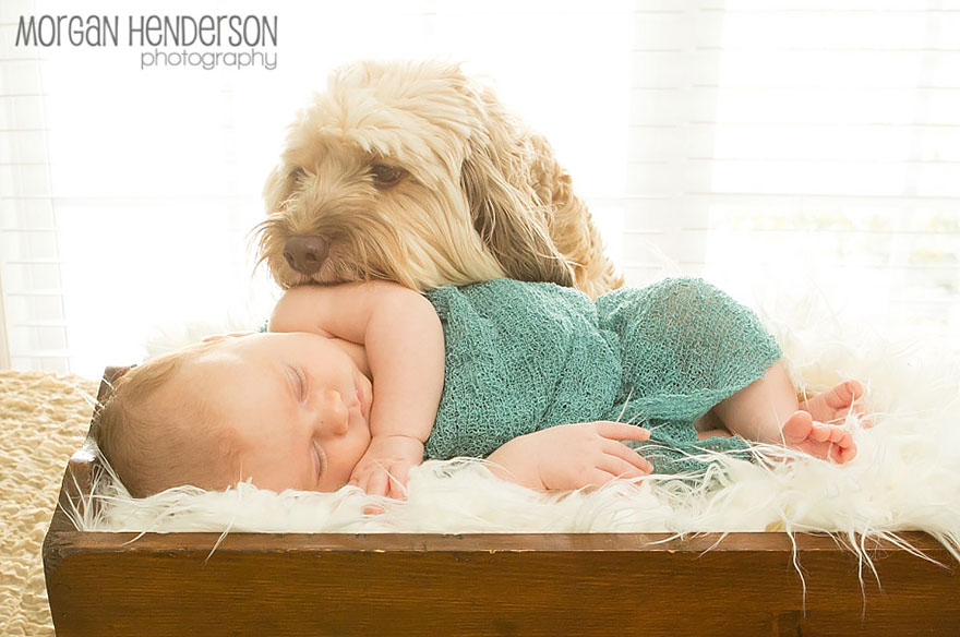 Little Babies, Big Dogs