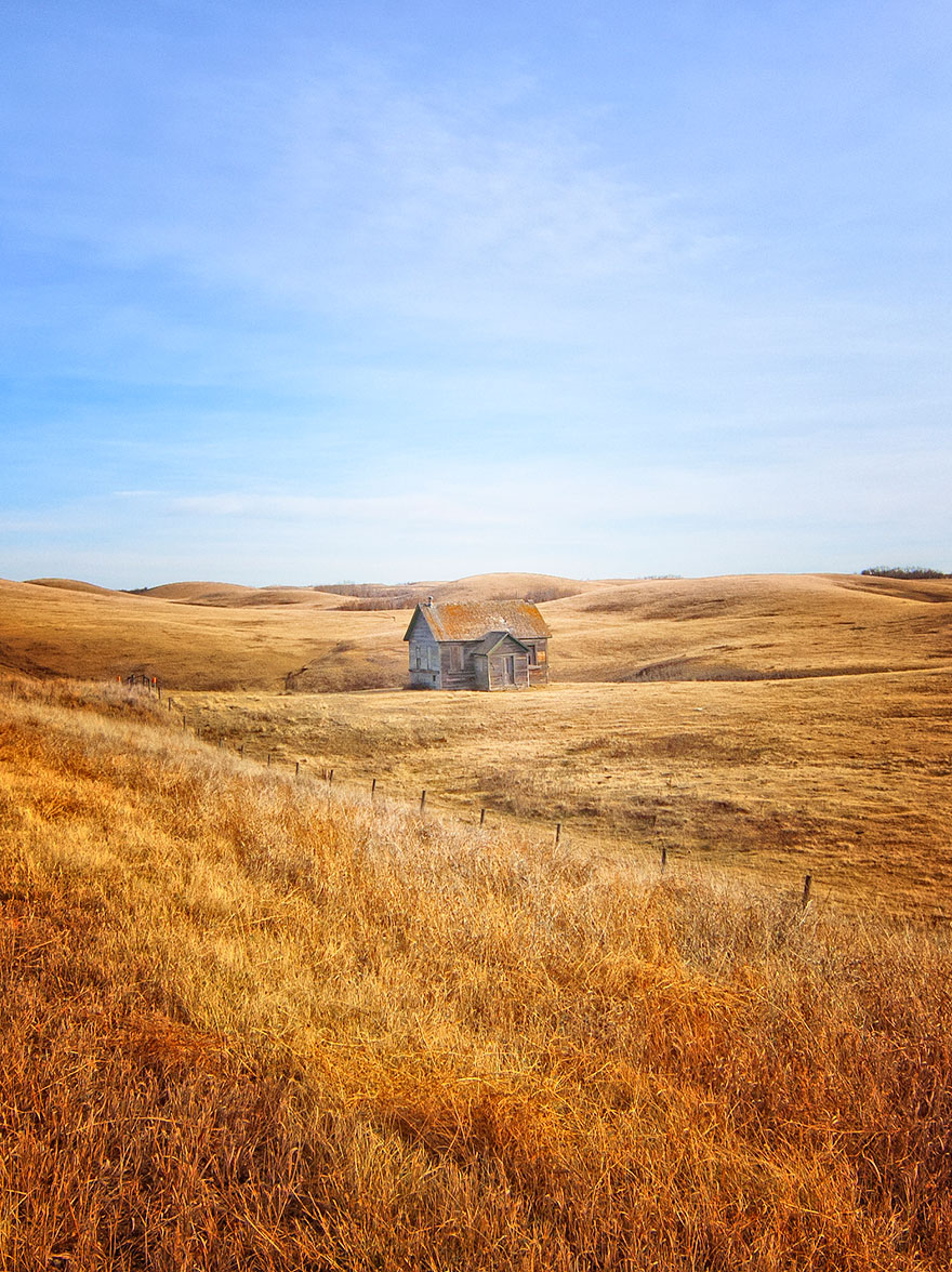 In The Fields Of Gold, Alberta, Canada