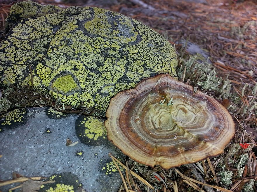 Norway Mountain Mushroom - Latin Name Anyone?