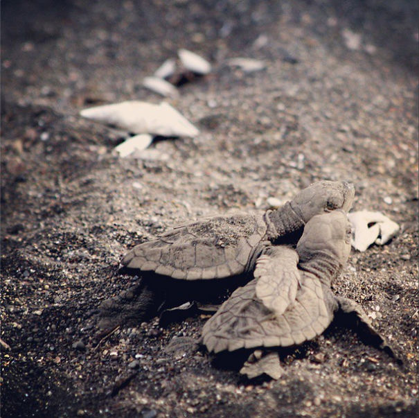 Forever Friends... Costa Rica