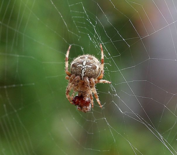 Feeding Spider