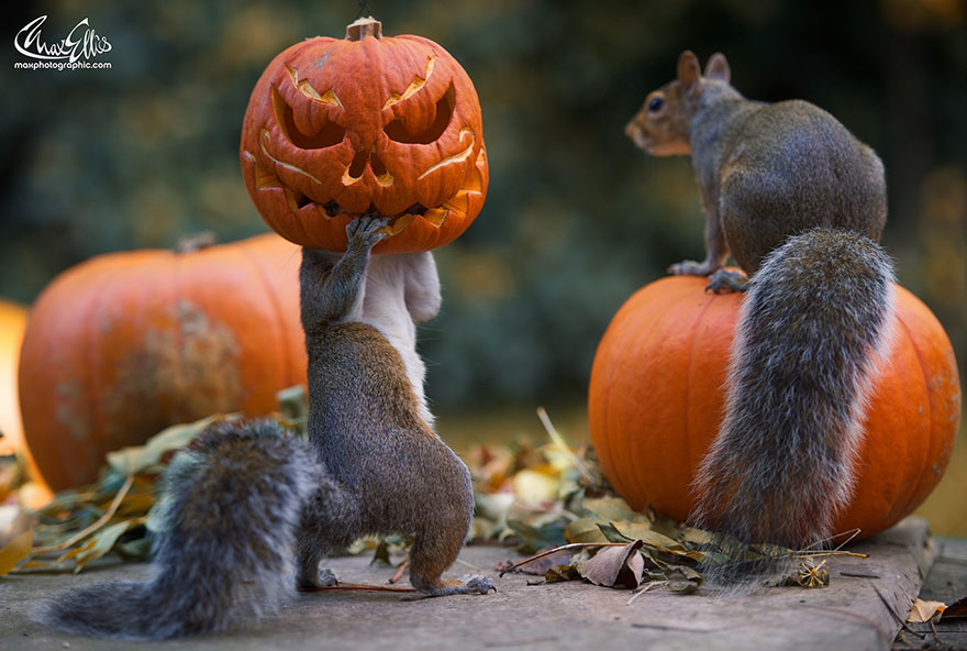 squirrel-steals-carved-pumpkin-max-ellis-1 squirrel-steals-carved-pumpkin-max-ellis-1