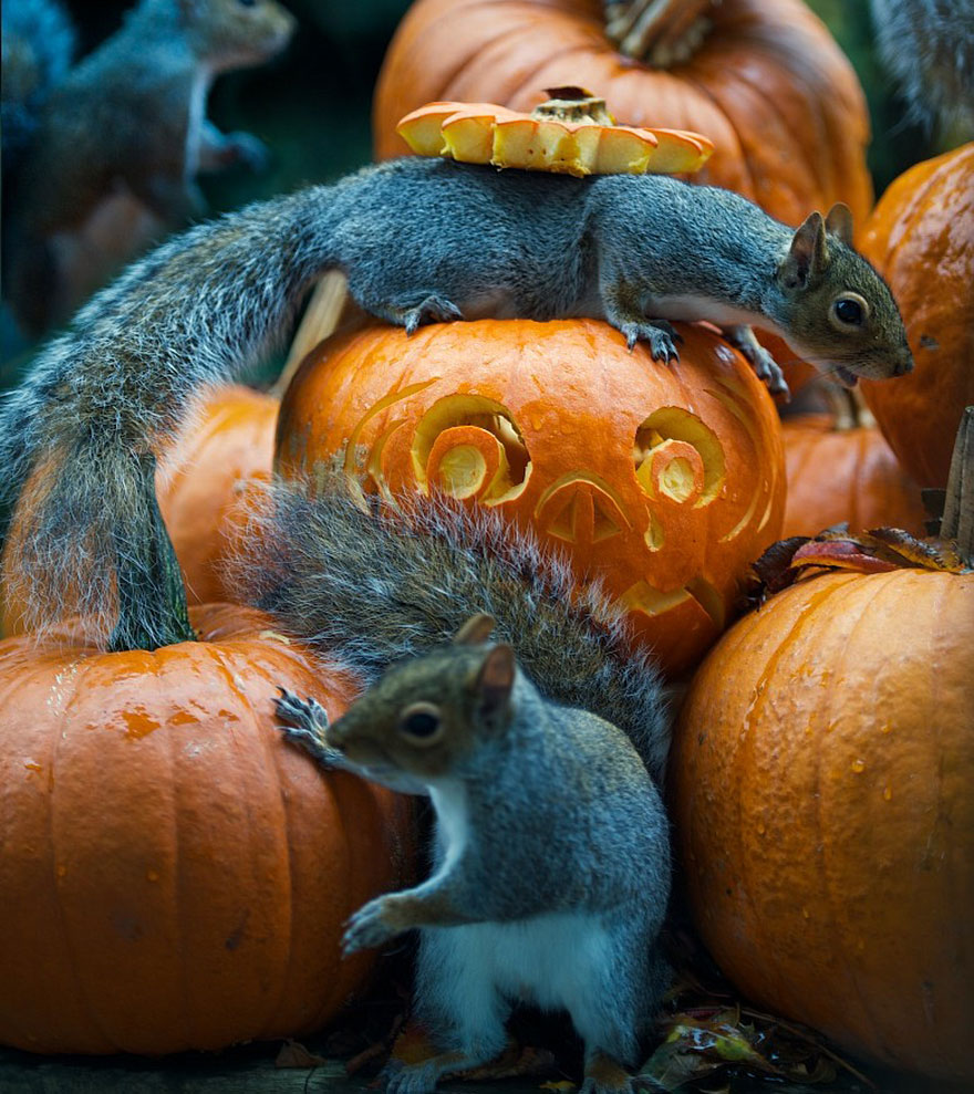 squirrel-steals-carved-pumpkin-max-ellis-2 squirrel-steals-carved-pumpkin-max-ellis-2
