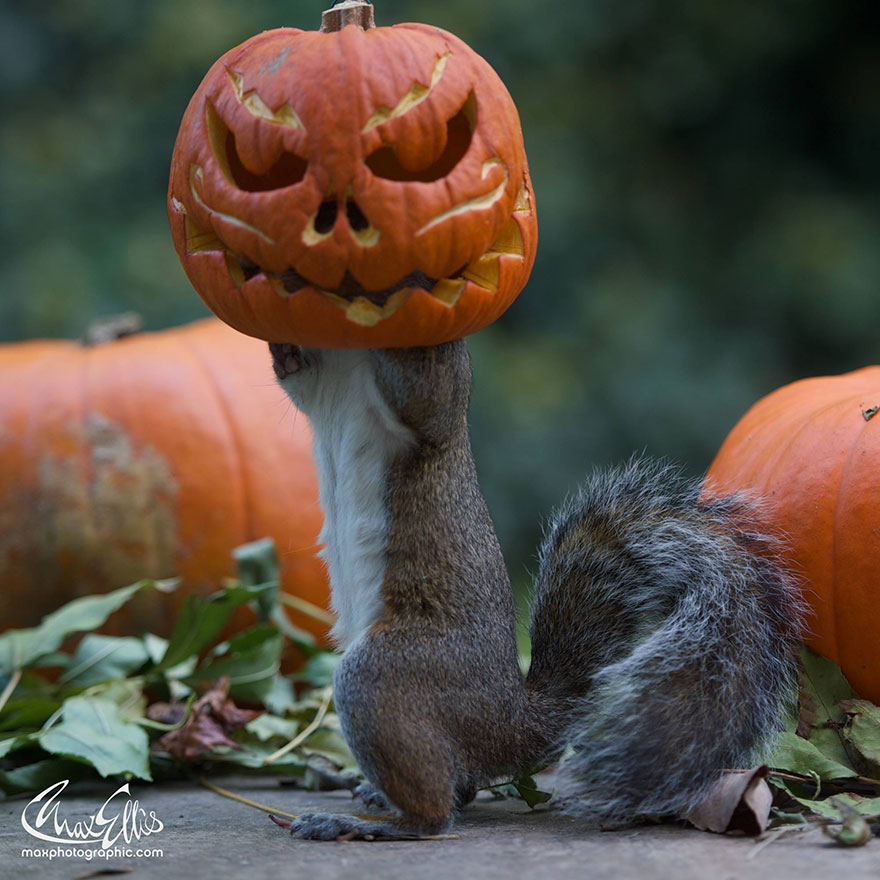 squirrel-steals-carved-pumpkin-max-ellis-3 squirrel-steals-carved-pumpkin-max-ellis-3