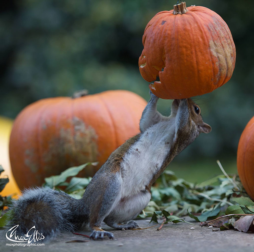 squirrel-steals-carved-pumpkin-max-ellis-5 squirrel-steals-carved-pumpkin-max-ellis-5