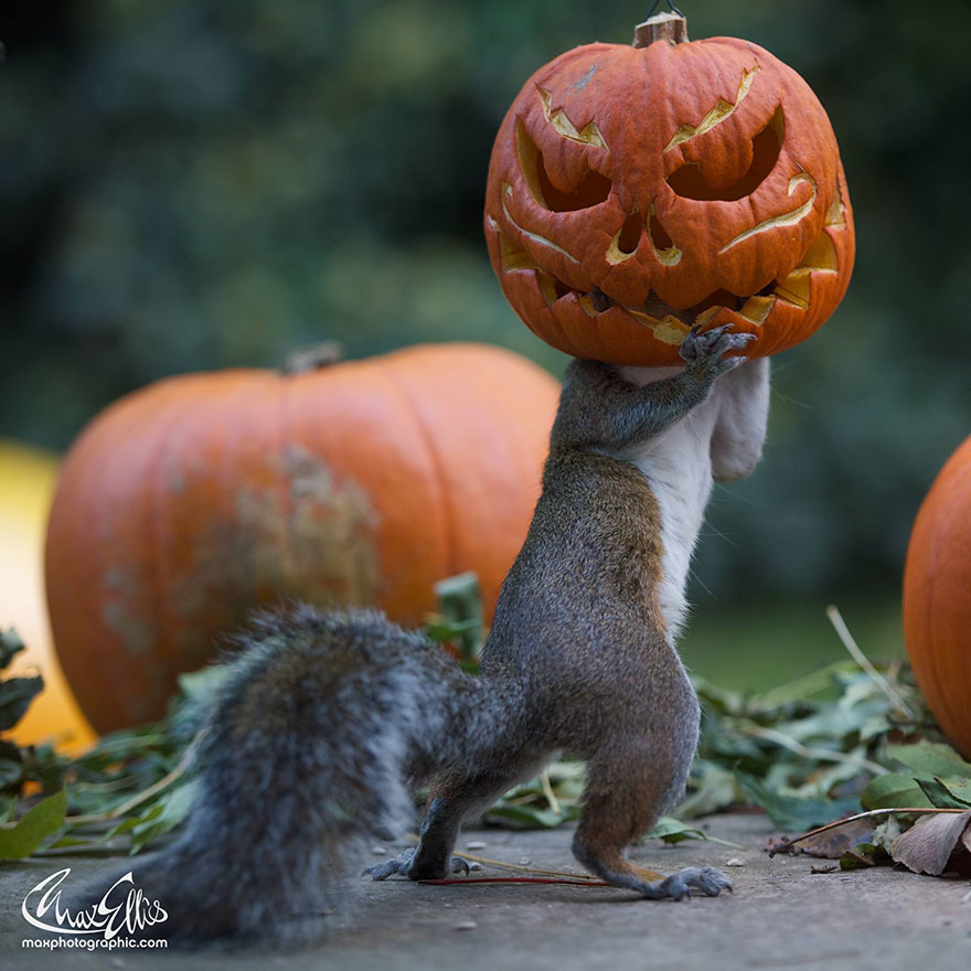 squirrel-steals-carved-pumpkin-max-ellis-6 squirrel-steals-carved-pumpkin-max-ellis-6