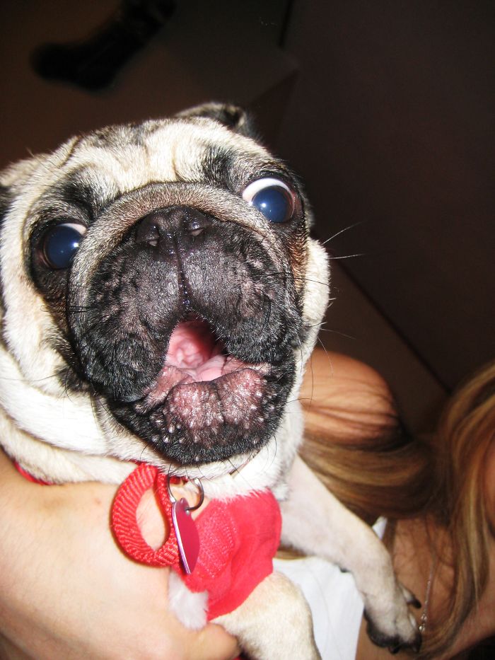 Shocked Pug