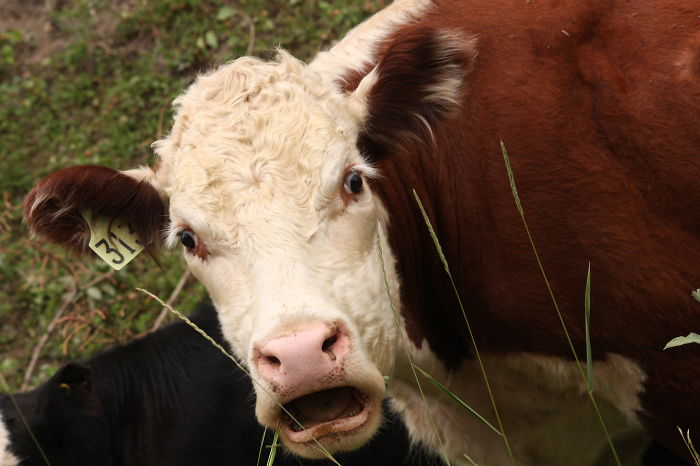 Shocked Cow
