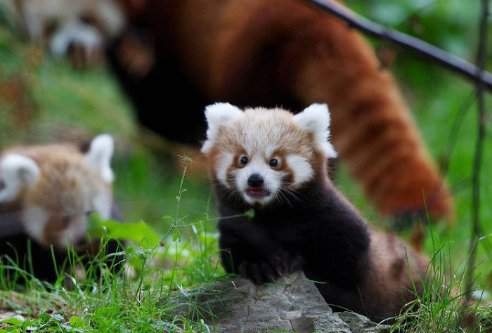 Shocked Red Panda