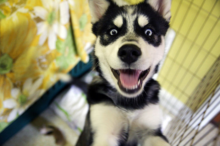 Shocked Husky