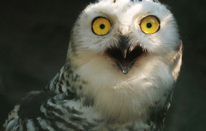 Shocked Owl