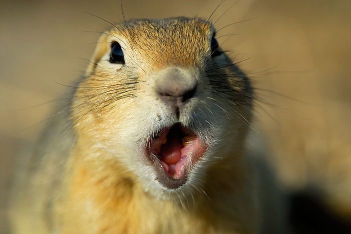 Shocked Chipmunk