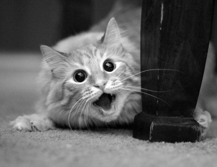 Shocked Cat