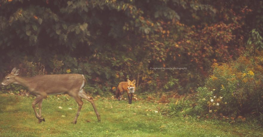 Fall Fox & Deer